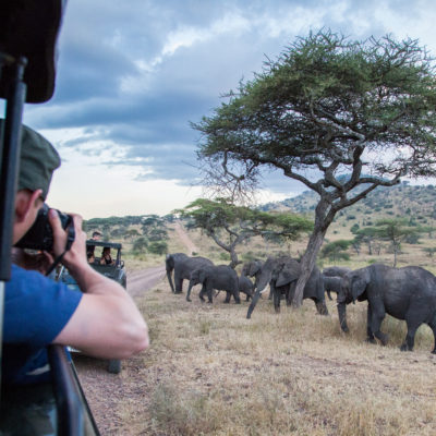 逼哩逼哩students photographs elephants during a Study Away trip to Tanzania